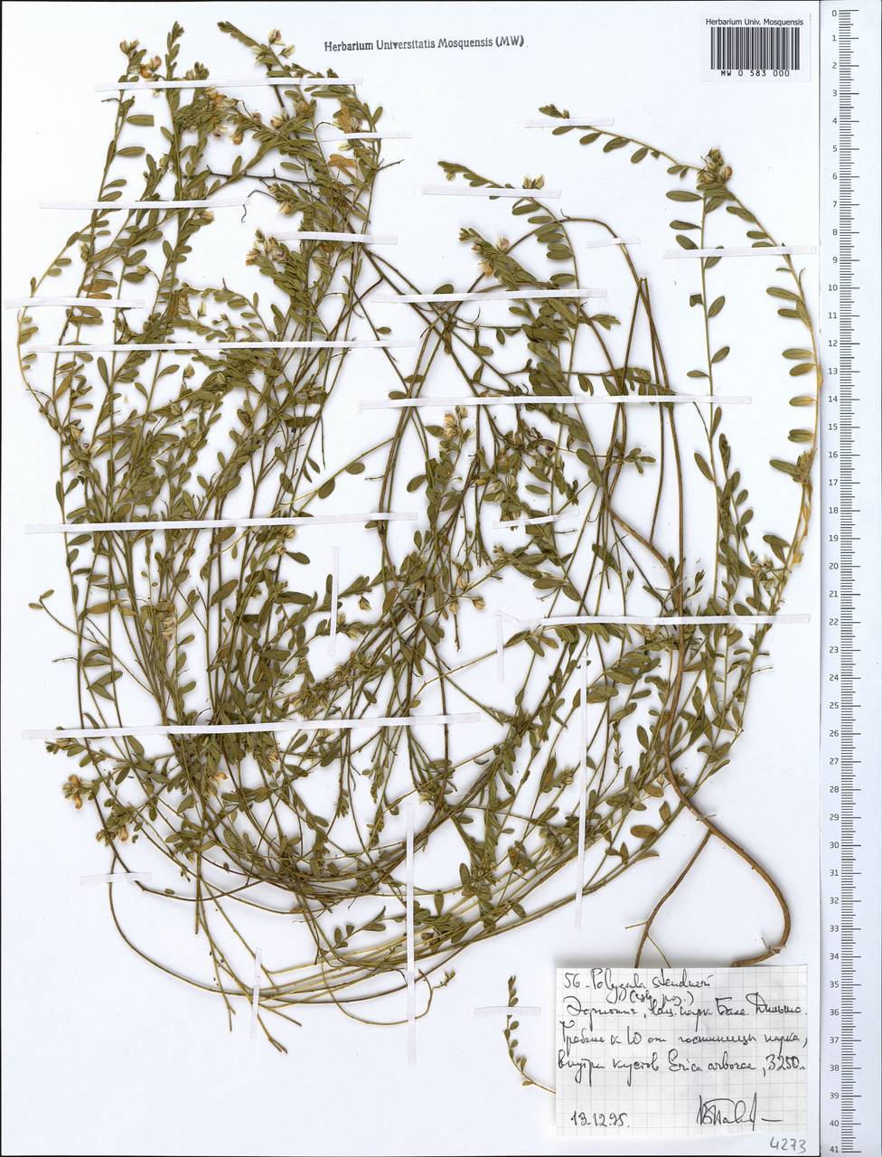 Polygala steudneri Chod., Africa (AFR) (Ethiopia)