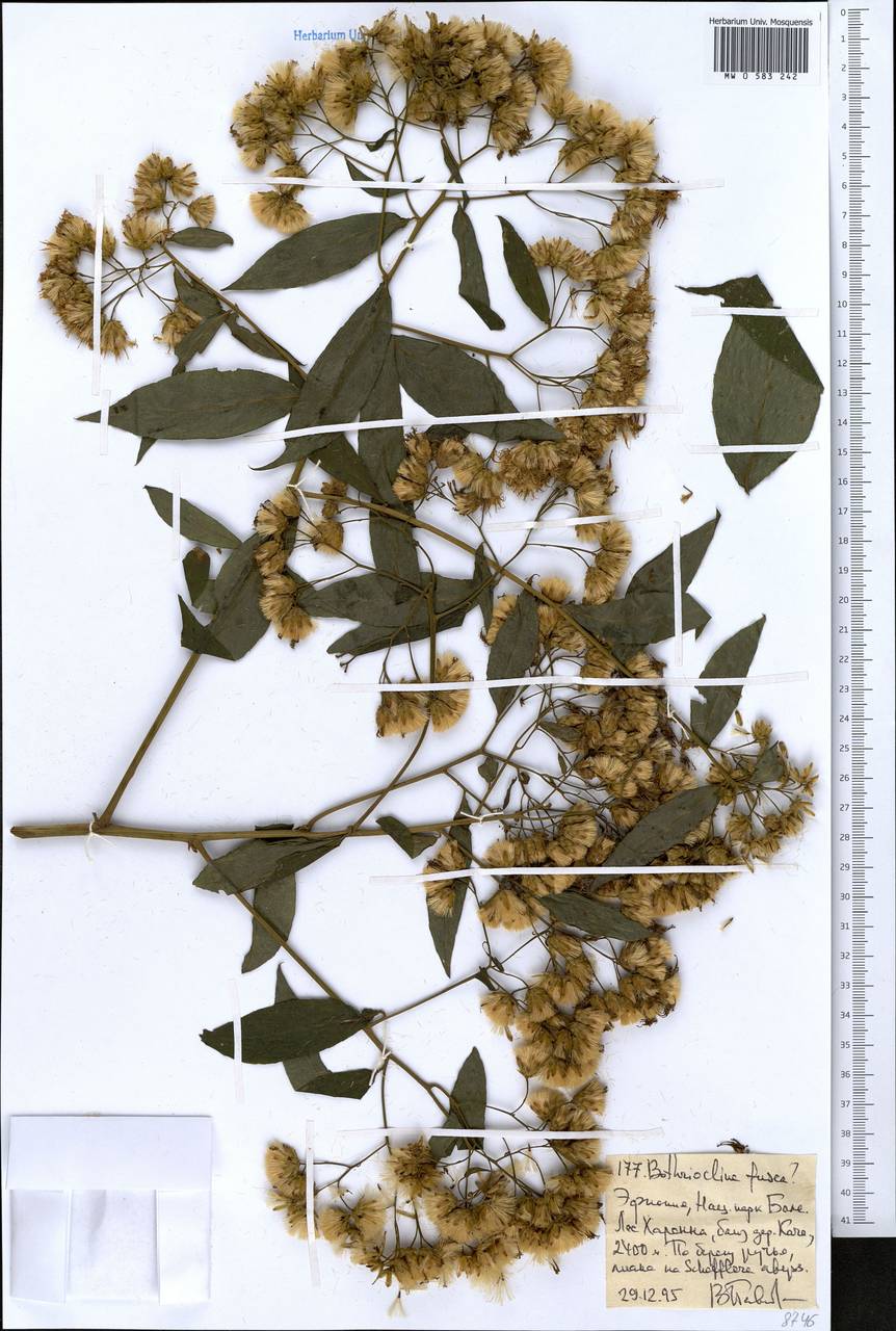 Bothriocline fusca (S. Moore) M.G. Gilbert, Africa (AFR) (Ethiopia)