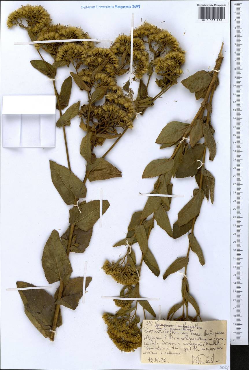 Monactinocephalus paniculatus Klatt, Africa (AFR) (Ethiopia)