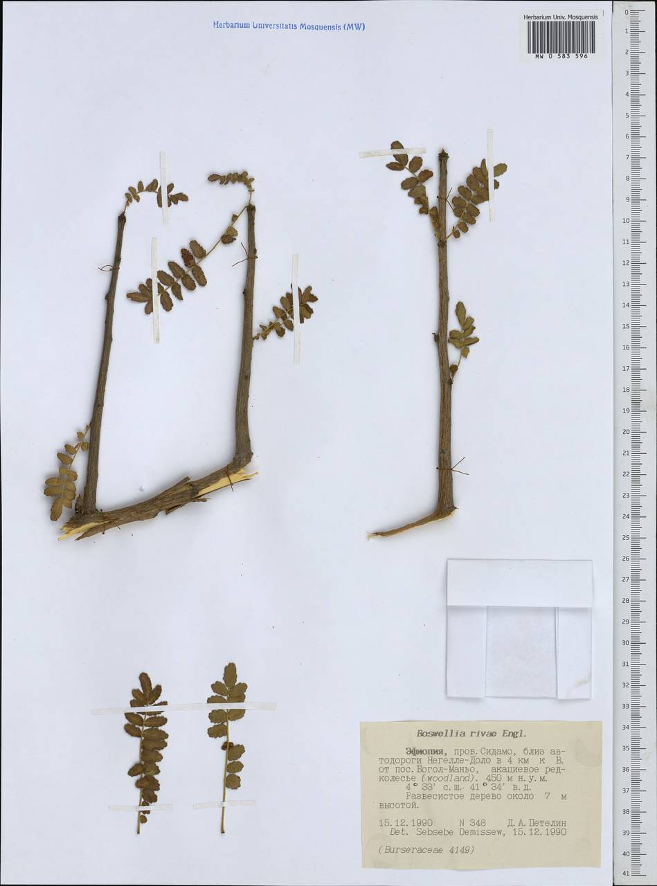 Boswellia rivae Engl., Africa (AFR) (Ethiopia)