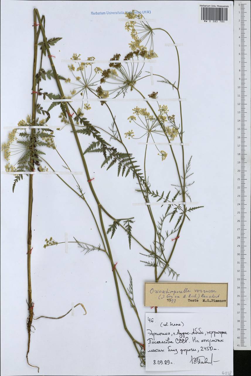 Oreoschimperella verrucosa (J. Gay ex A. Rich.) Rauschert, Africa (AFR) (Ethiopia)