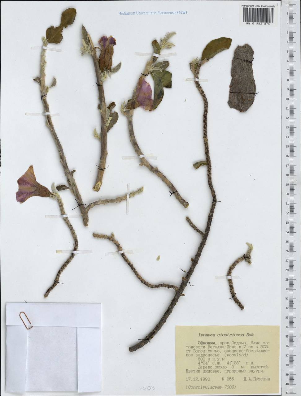 Ipomoea cicatricosa Baker, Africa (AFR) (Ethiopia)