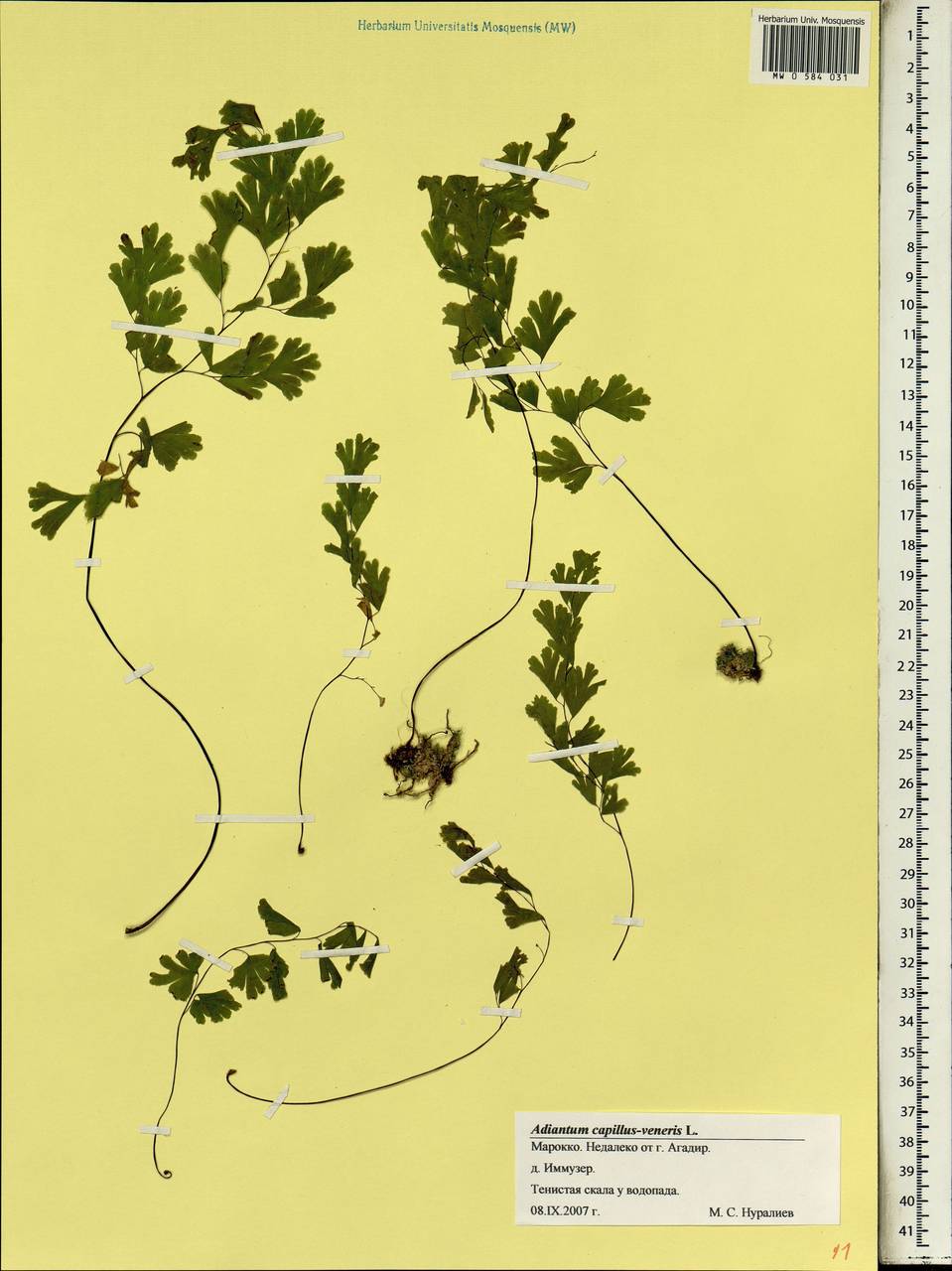 Adiantum capillus-veneris L., Africa (AFR) (Morocco)