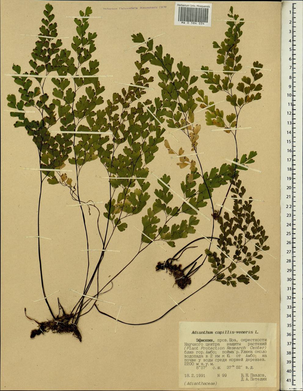Adiantum capillus-veneris L., Africa (AFR) (Ethiopia)