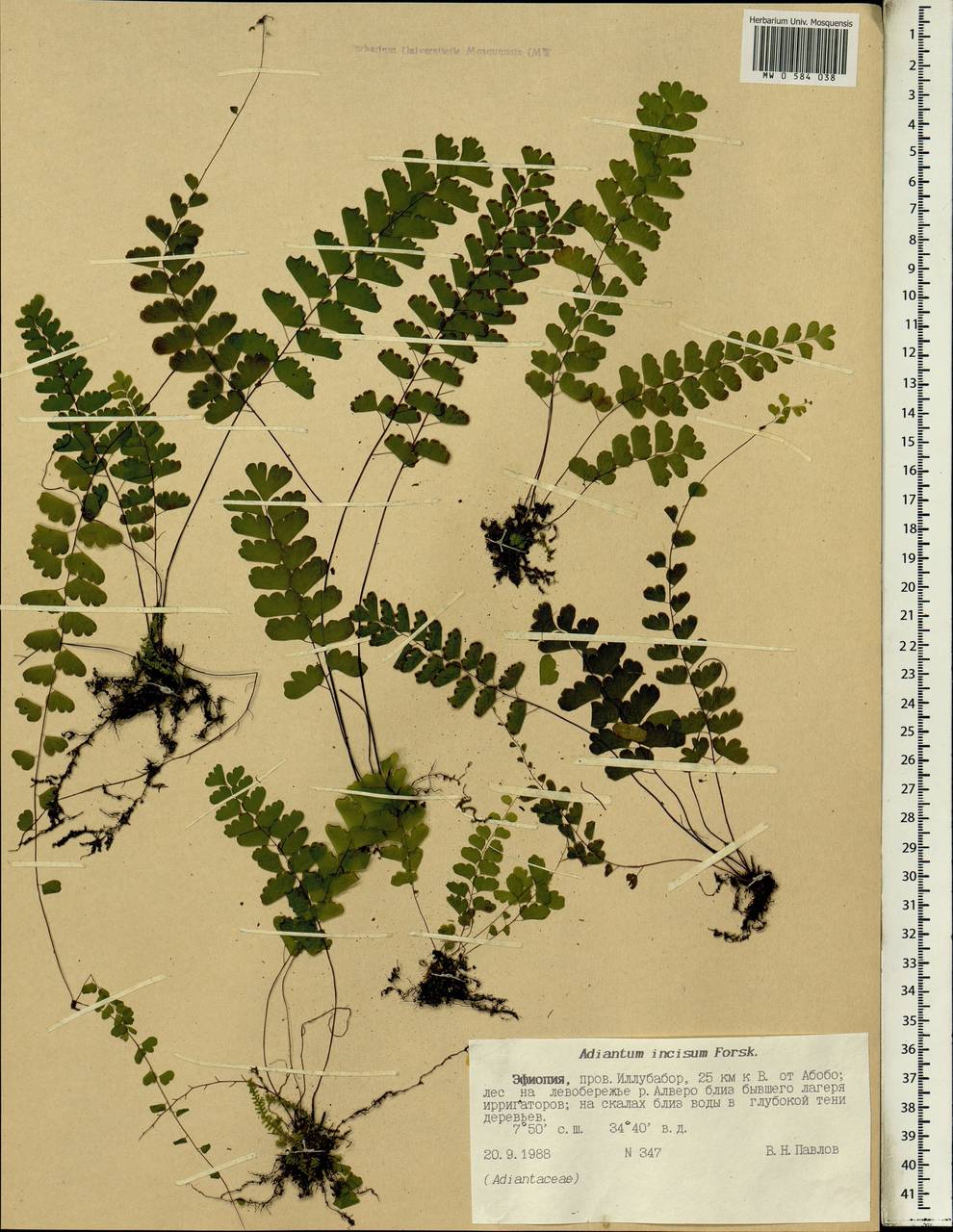 Adiantum alarconianum Gaudich., Africa (AFR) (Ethiopia)