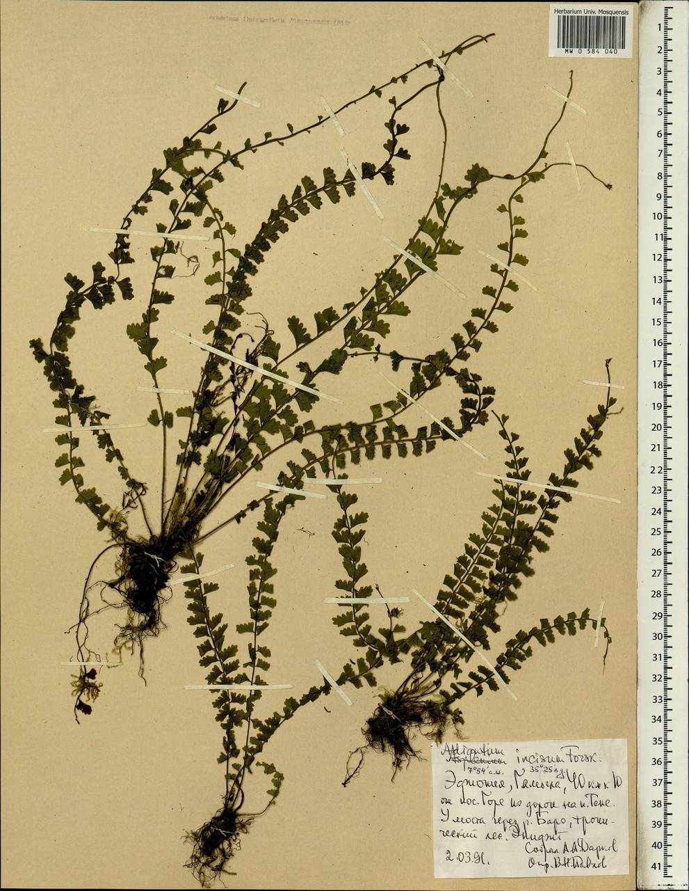 Adiantum alarconianum Gaudich., Africa (AFR) (Ethiopia)
