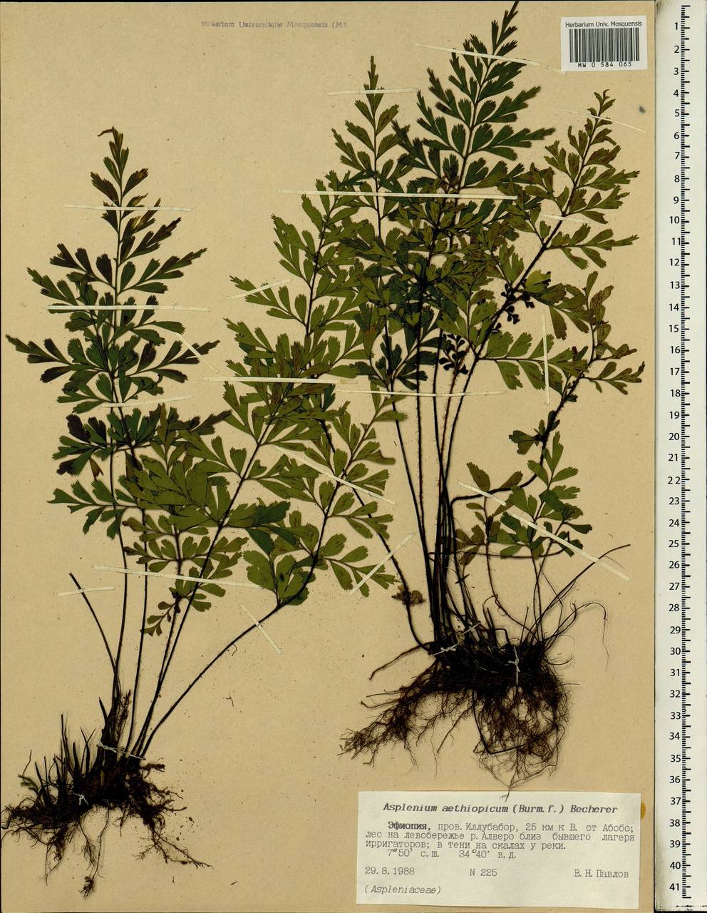 Asplenium aethiopicum, Africa (AFR) (Ethiopia)