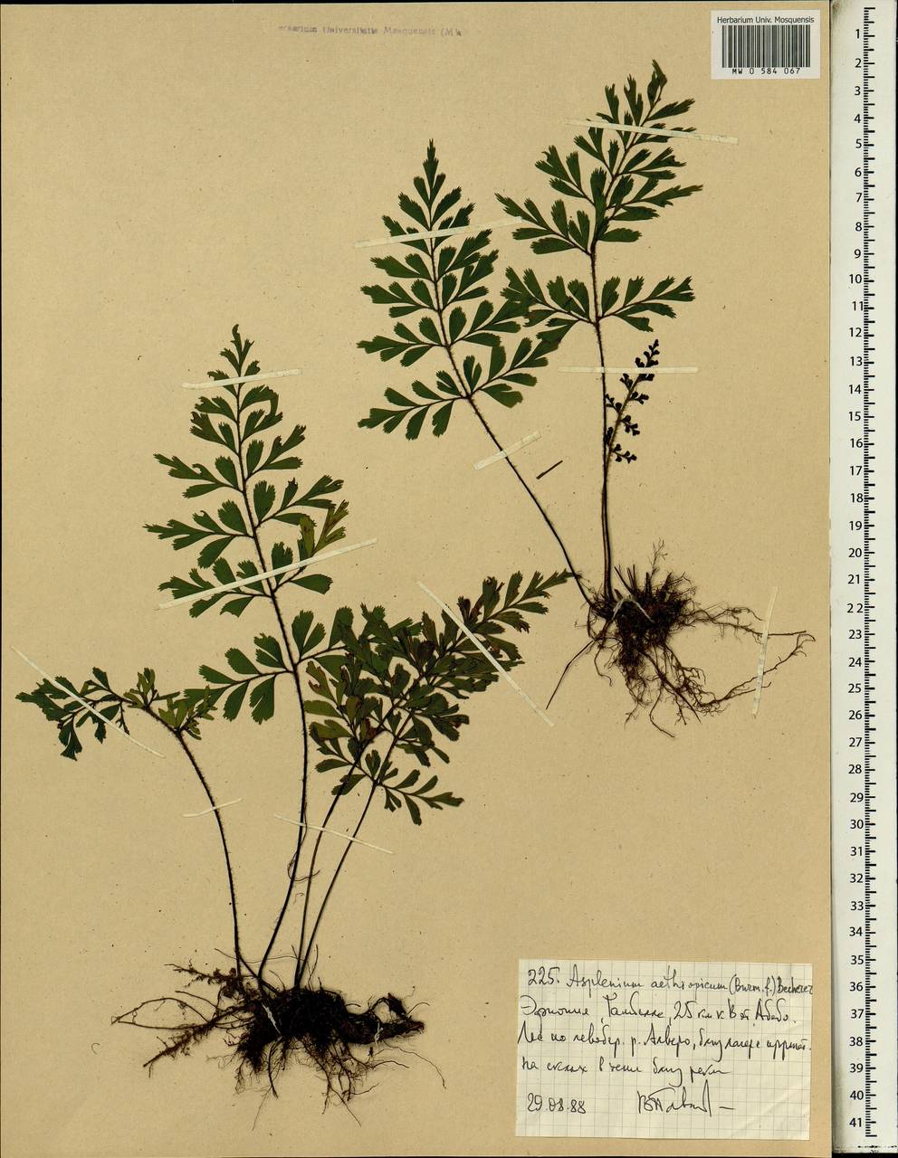 Asplenium aethiopicum, Africa (AFR) (Ethiopia)