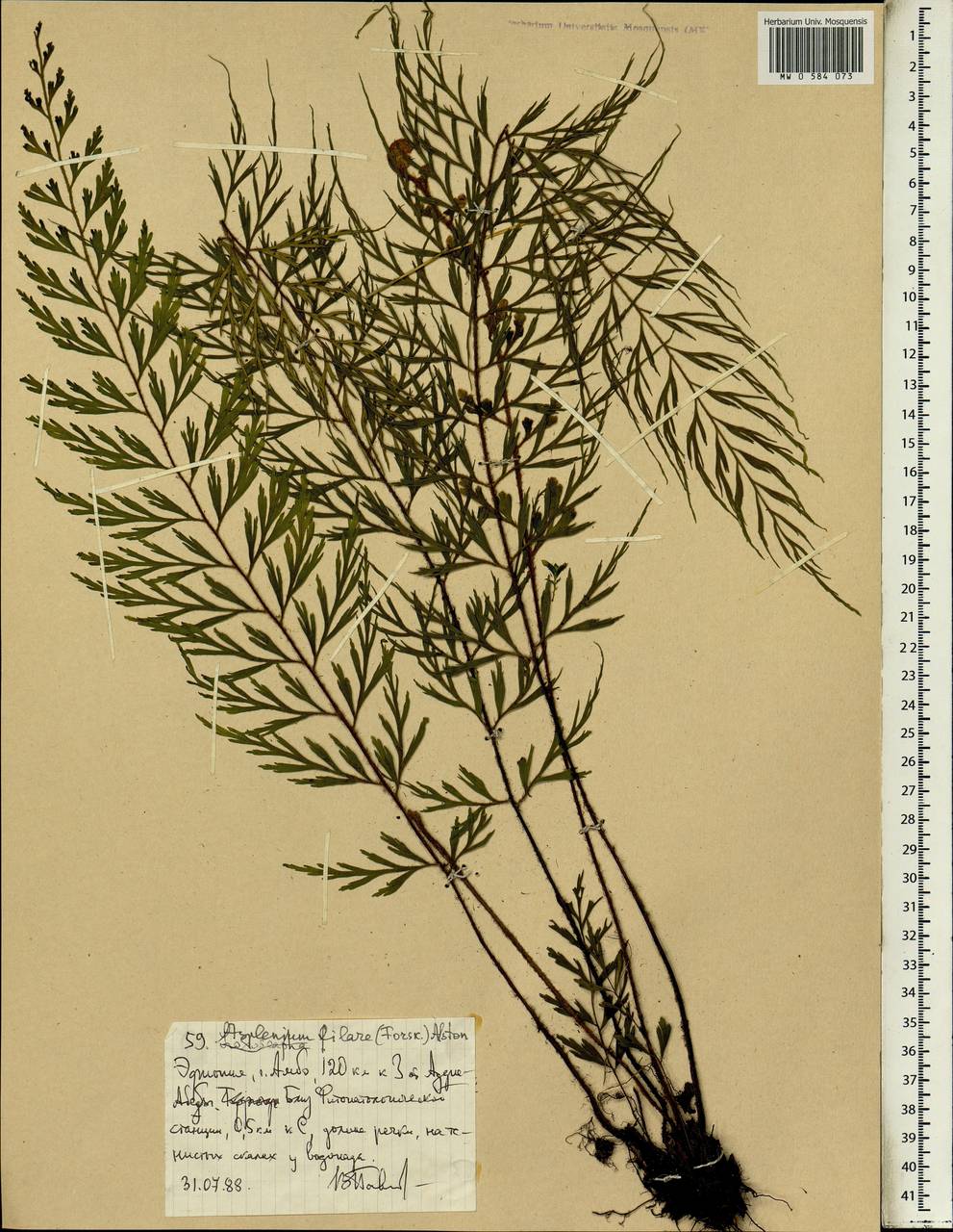 Asplenium aethiopicum subsp. filare (Forsk.) A.F.Braithw., Africa (AFR) (Ethiopia)