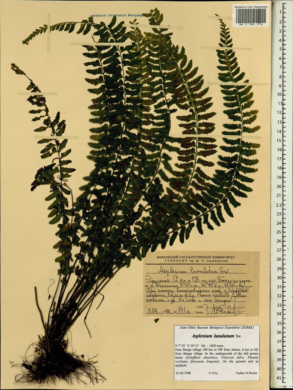 Asplenium lunulatum Sw., Africa (AFR) (Ethiopia)
