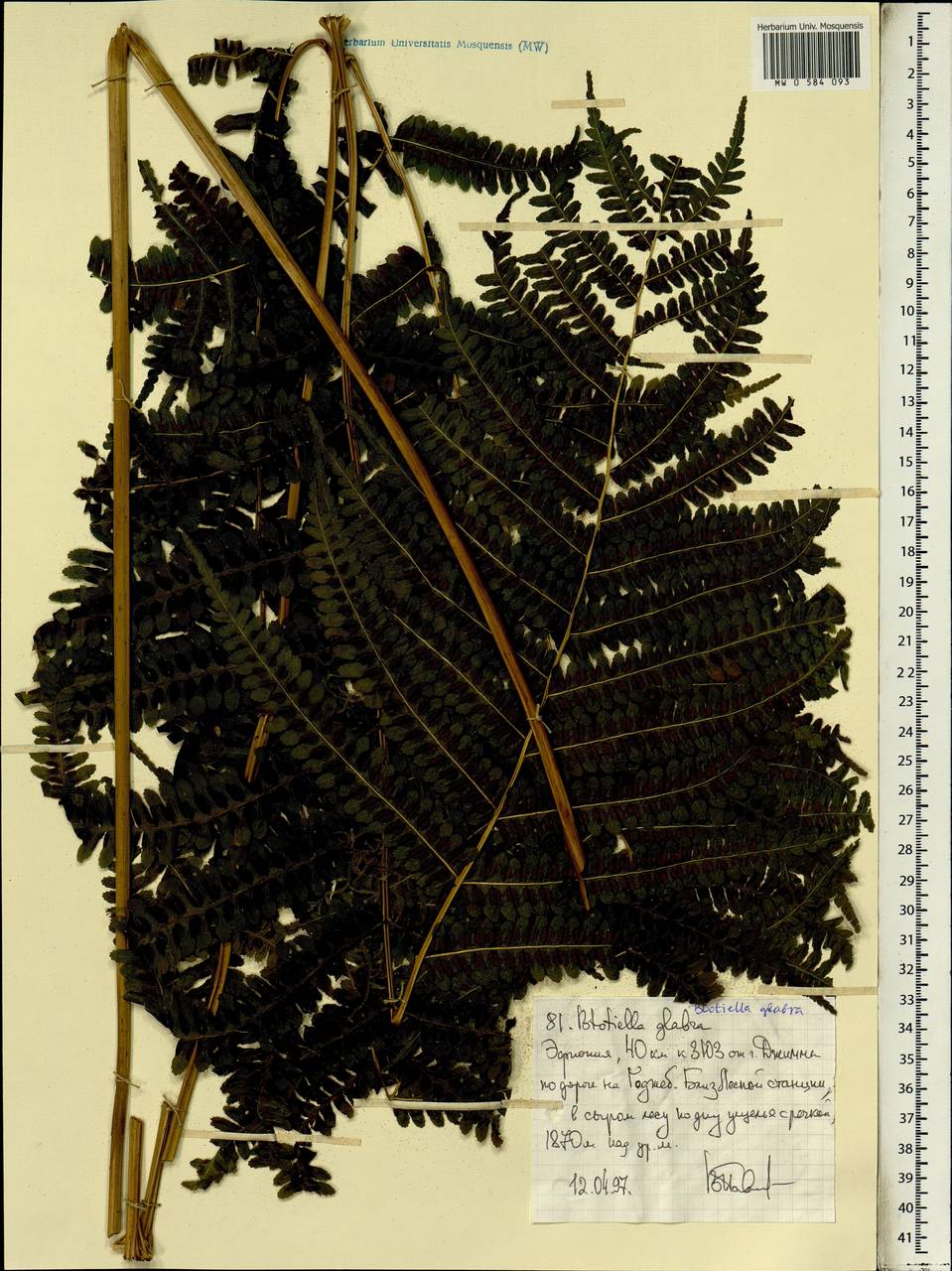 Blotiella glabra (Bory) R. Tryon, Africa (AFR) (Ethiopia)