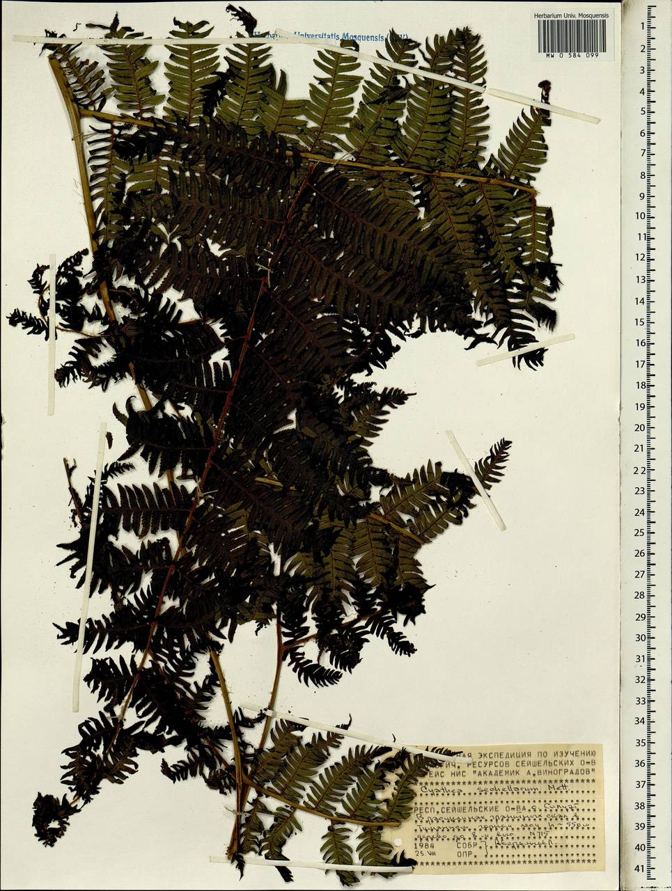 Cyathea sechellarum Mett., Africa (AFR) (Seychelles)
