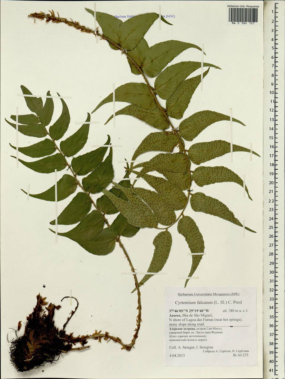 Cyrtomium falcatum (L. fil.) Presl, Africa (AFR) (Portugal)