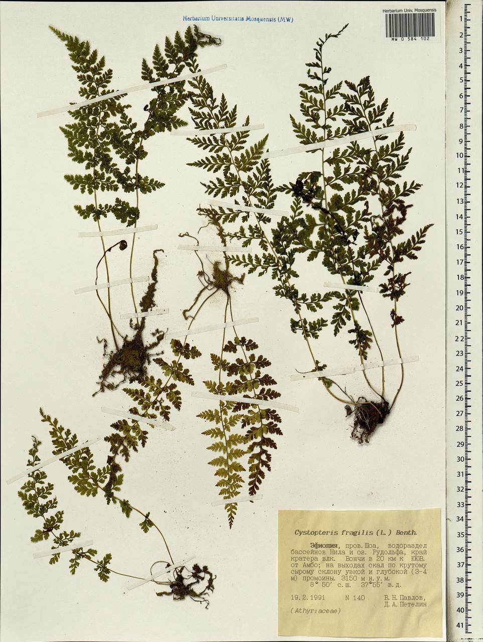 Cystopteris fragilis (L.) Bernh., Africa (AFR) (Ethiopia)