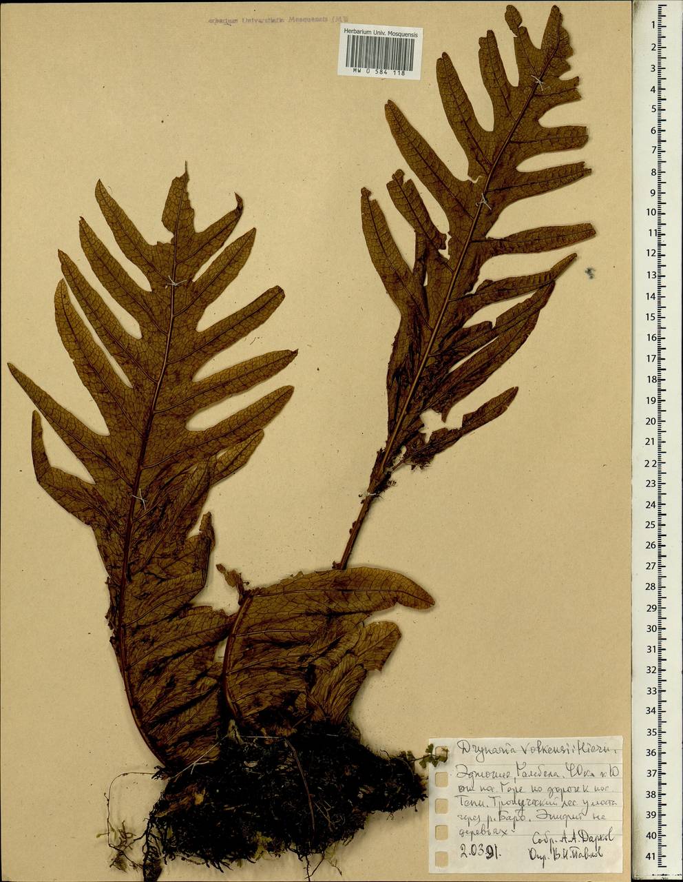 Drynaria volkensii Hieron., Africa (AFR) (Ethiopia)