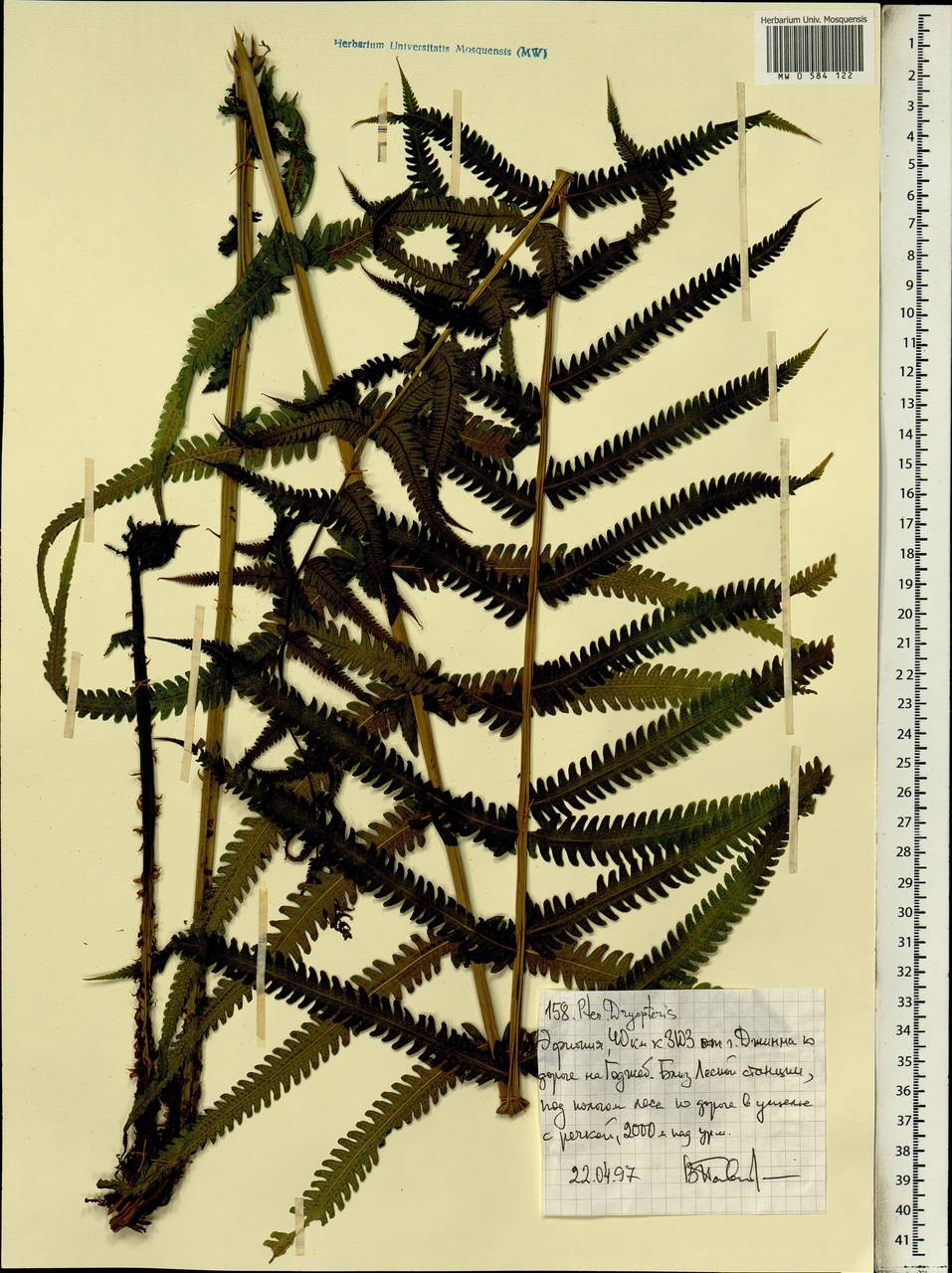 Dryopteris, Africa (AFR) (Ethiopia)