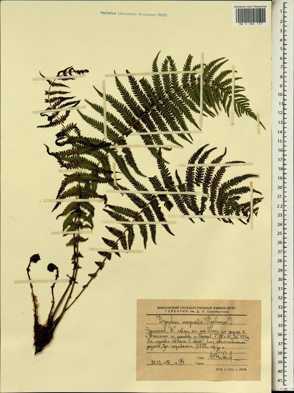 Dryopteris inaequalis (Schltdl.) Kuntze, Africa (AFR) (Ethiopia)