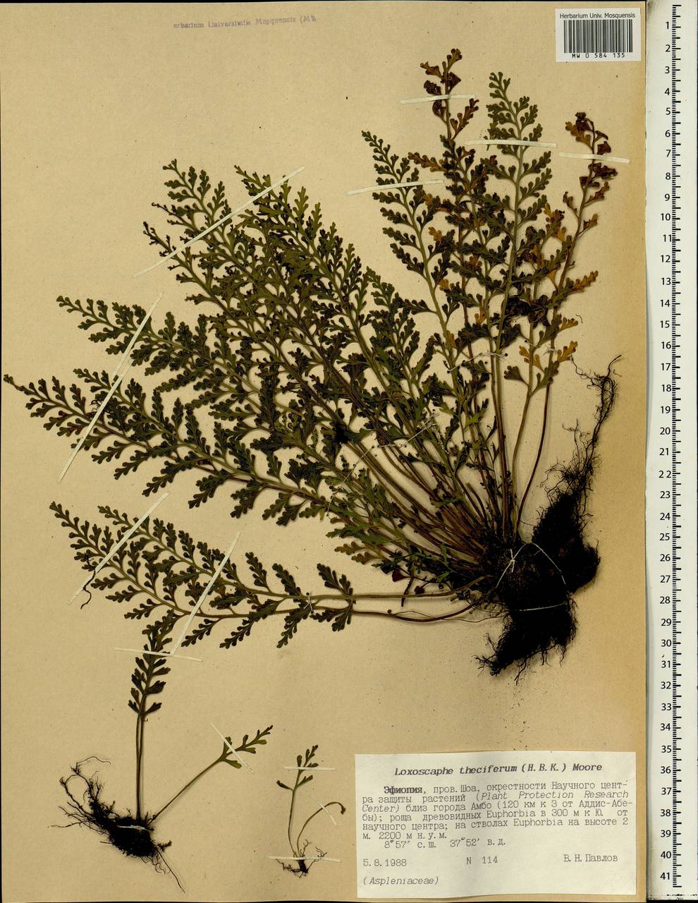 Asplenium theciferum (Kunth) Mett., Africa (AFR) (Ethiopia)