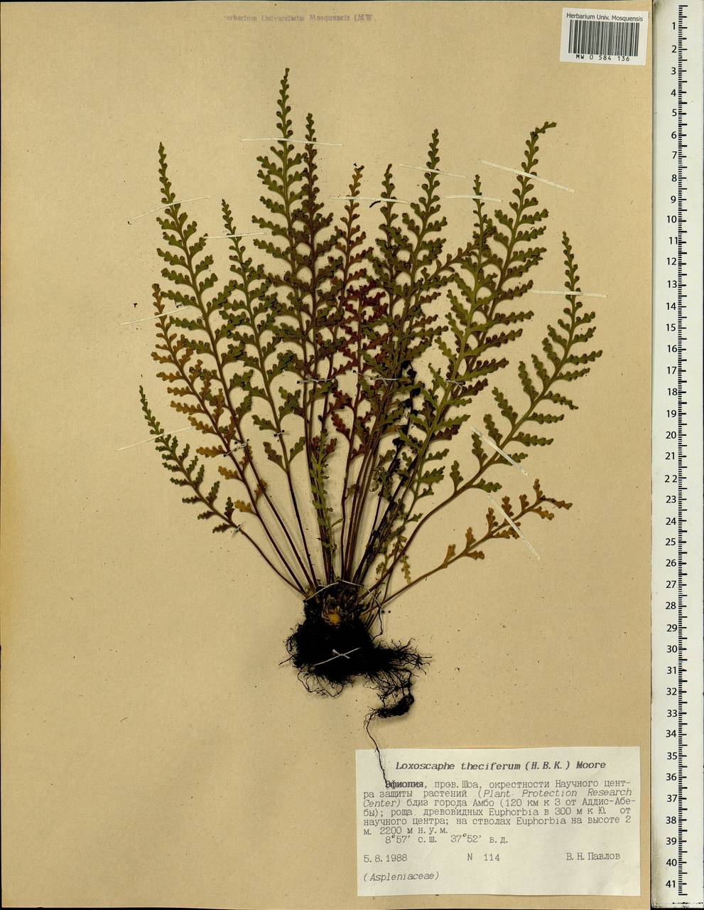 Asplenium theciferum (Kunth) Mett., Africa (AFR) (Ethiopia)