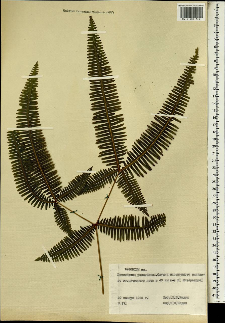 Lygodium, Africa (AFR) (Guinea)