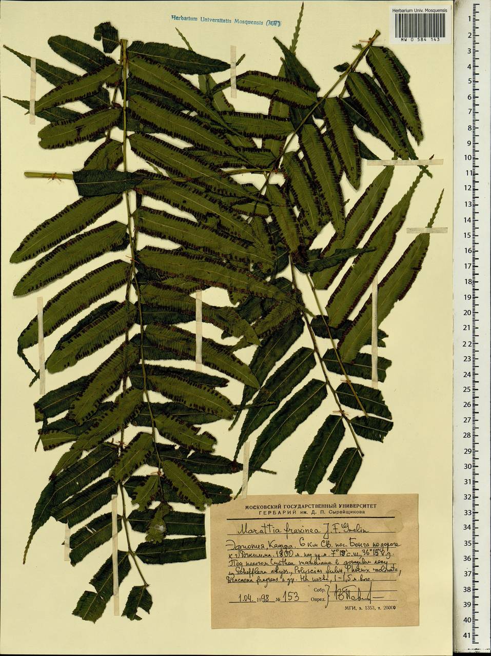Ptisana fraxinea (Sm.) Murdock, Africa (AFR) (Ethiopia)