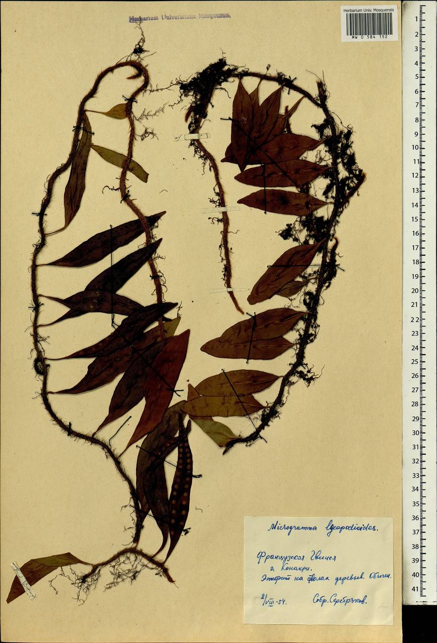 Microgramma lycopodioides (L.) Copel., Africa (AFR) (Guinea)