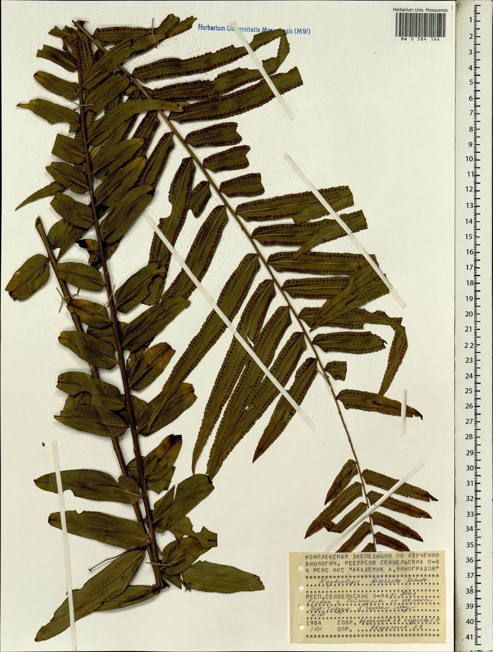 Nephrolepis biserrata (Sw.) Schott, Africa (AFR) (Seychelles)
