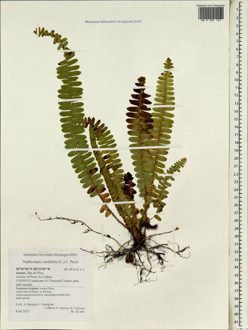 Nephrolepis cordifolia (L.) C. Presl, Africa (AFR) (Portugal)