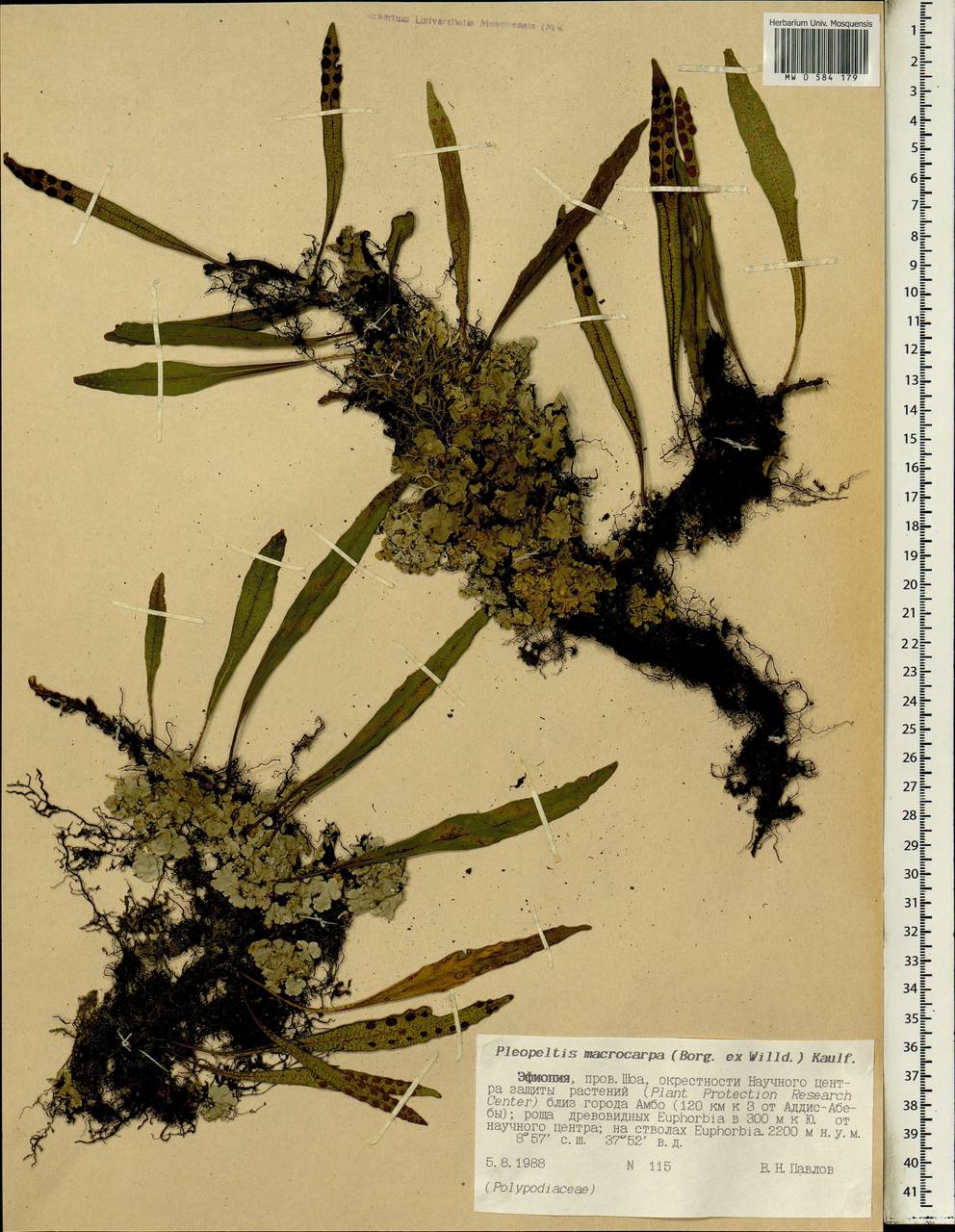 Pleopeltis macrocarpa (Bory ex Willd.) Kaulf., Africa (AFR) (Ethiopia)