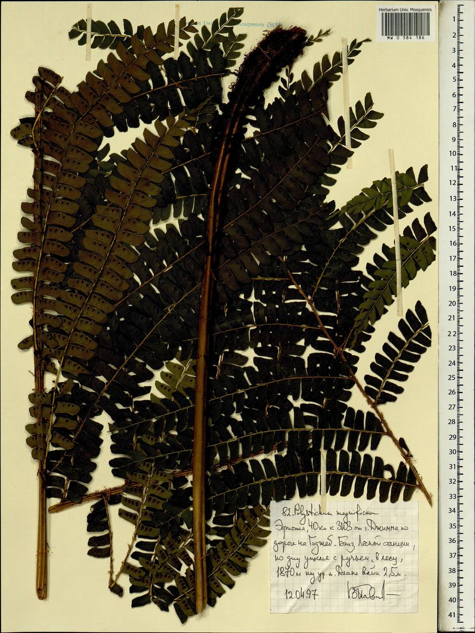 Polystichum magnificum Ballard, Africa (AFR) (Ethiopia)