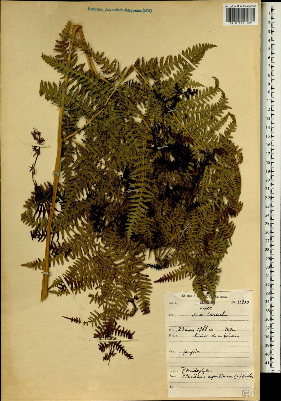 Pteridium aquilinum (L.) Kuhn, Africa (AFR) (Morocco)