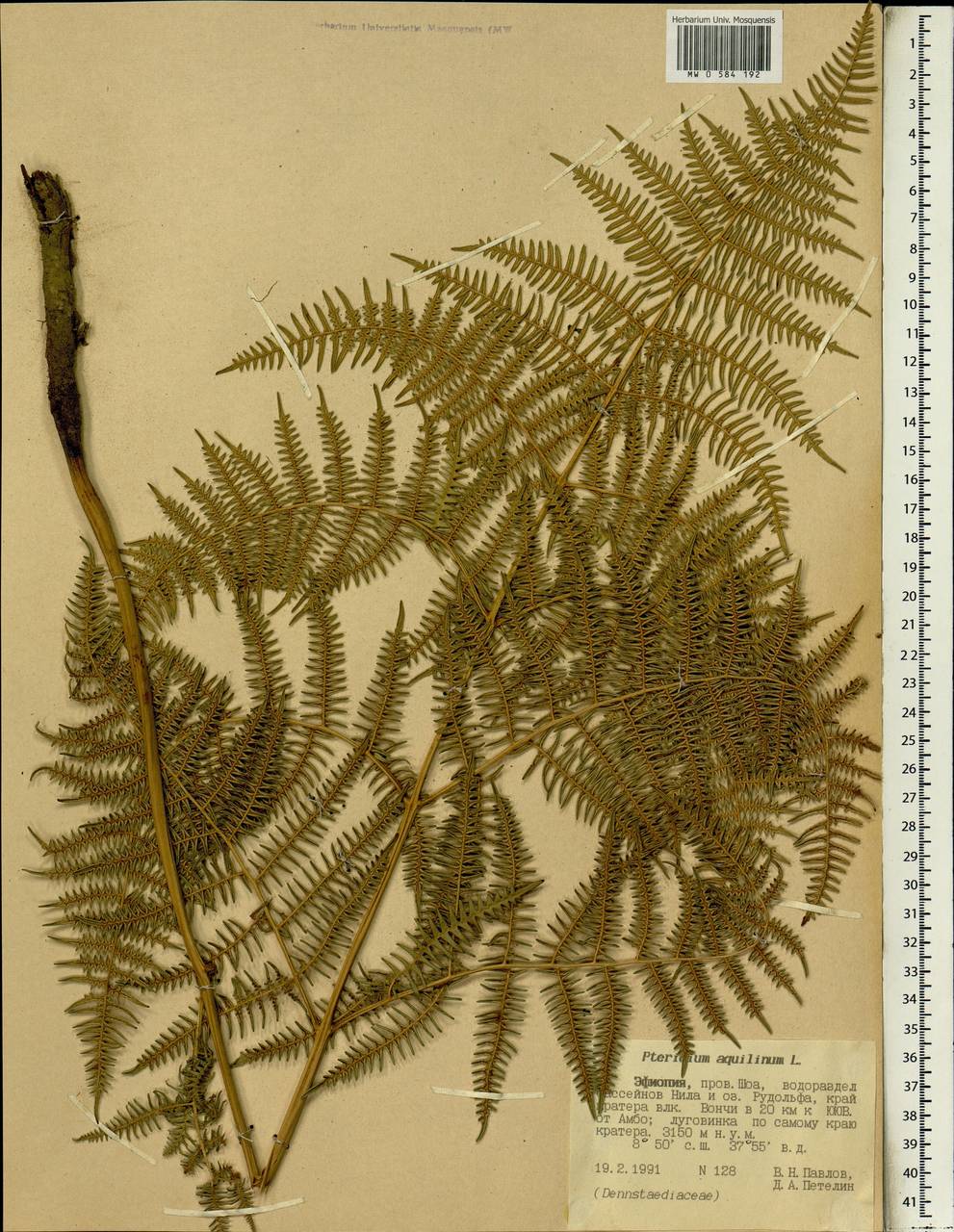 Pteridium aquilinum (L.) Kuhn, Africa (AFR) (Ethiopia)
