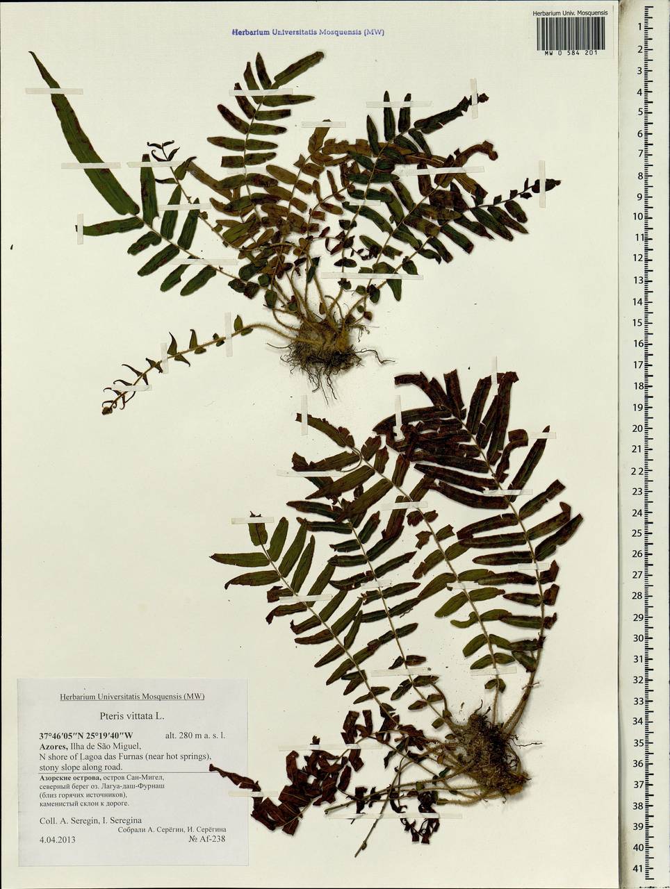 Pteris vittata L., Africa (AFR) (Portugal)