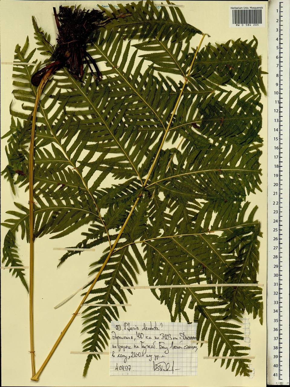 Pteris dentata Forssk., Africa (AFR) (Ethiopia)
