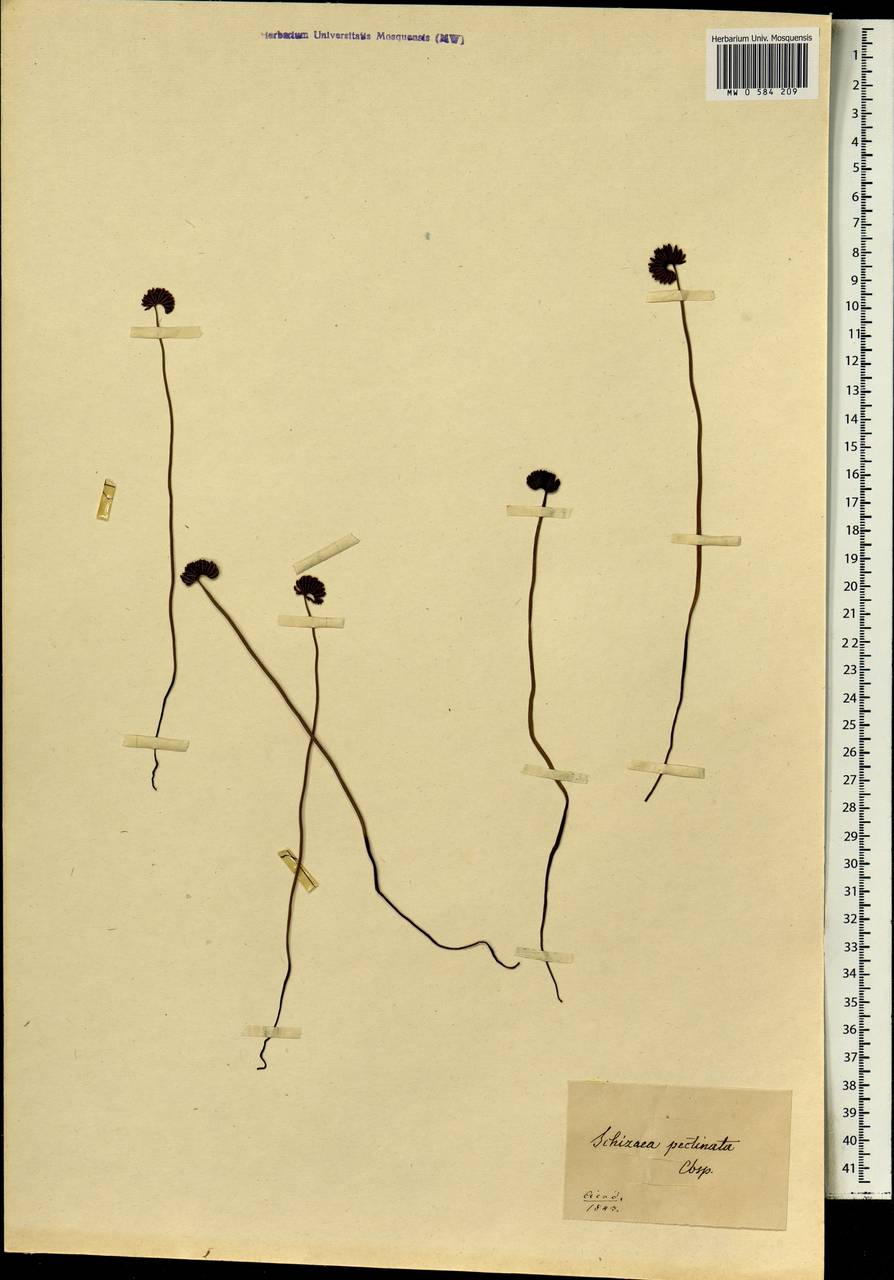 Schizaea pectinata (L.) Sw., Africa (AFR) (South Africa)
