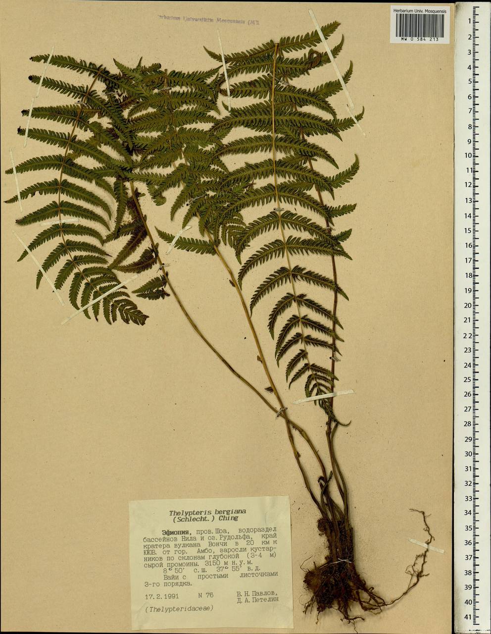 Amauropelta bergiana (Schltdl.) Holttum, Africa (AFR) (Ethiopia)