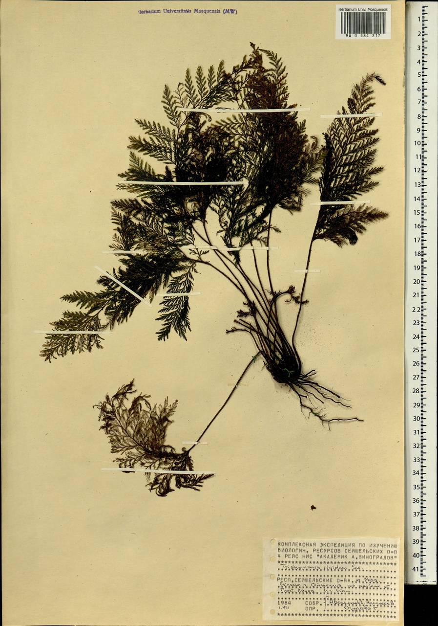 Abrodictyum rigidum (Sw.) Ebihara & Dubuisson, Africa (AFR) (Seychelles)