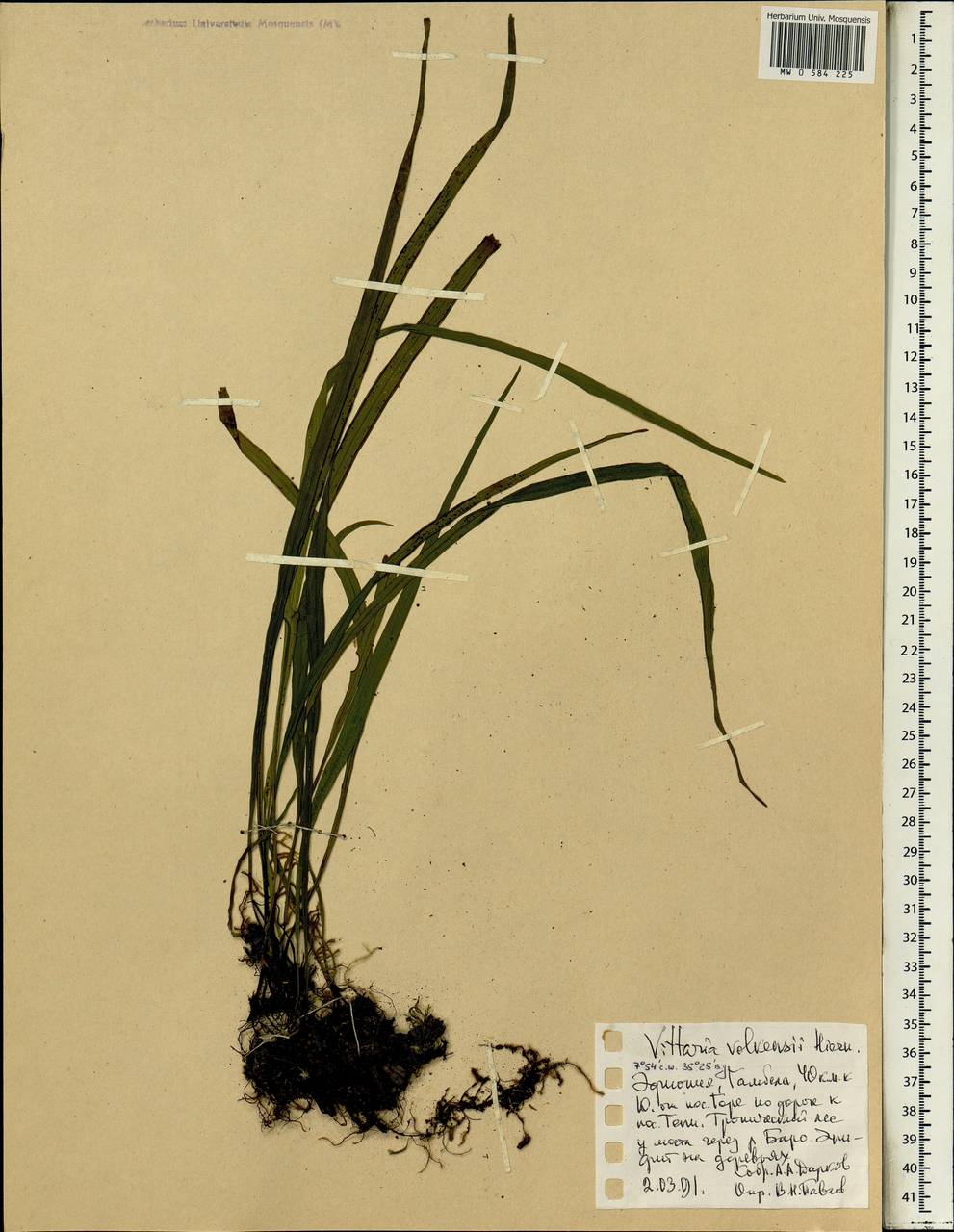 Haplopteris volkensii (Hieron.) E. H. Crane, Africa (AFR) (Ethiopia)