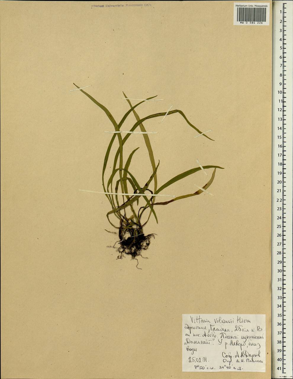 Haplopteris volkensii (Hieron.) E. H. Crane, Africa (AFR) (Ethiopia)