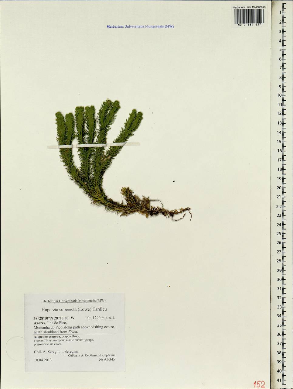 Huperzia suberecta (Lowe) Tardieu, Africa (AFR) (Portugal)