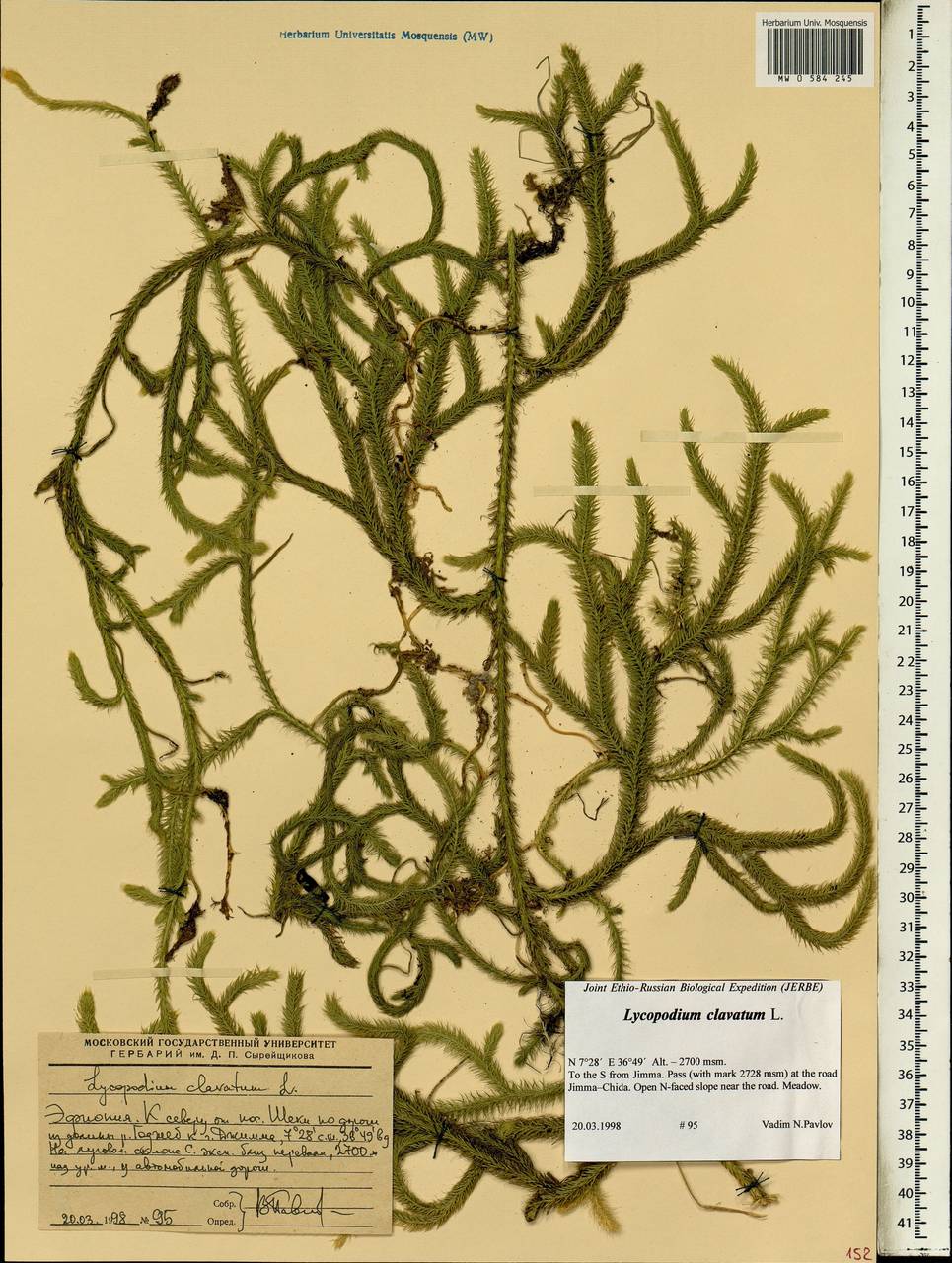 Lycopodium clavatum L., Africa (AFR) (Ethiopia)