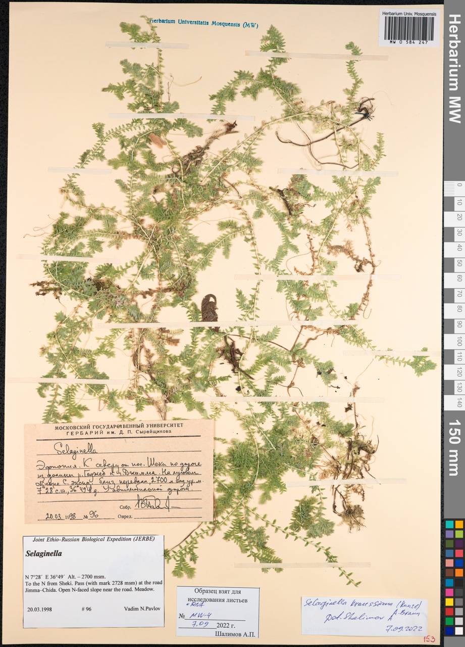 Selaginella kraussiana (G. Kunze) A. Br., Africa (AFR) (Ethiopia)