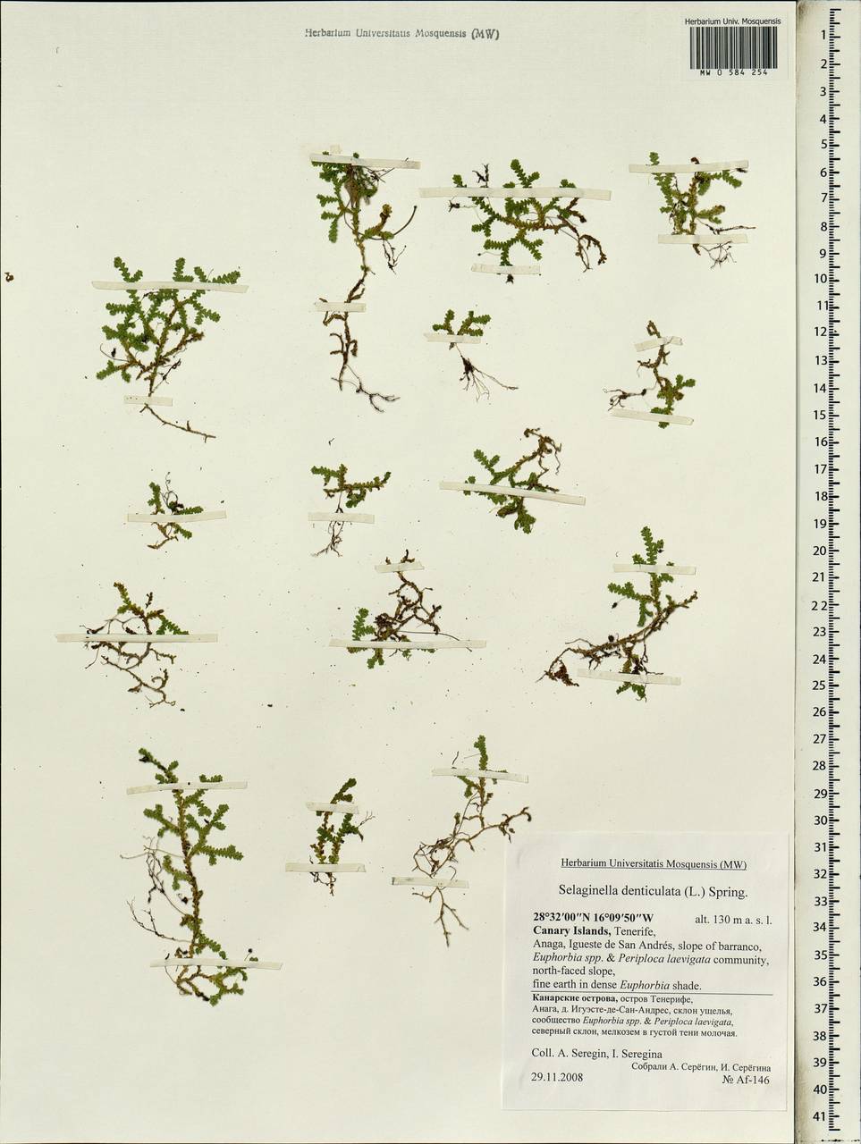 Selaginella denticulata (L.) Spring, Africa (AFR) (Spain)