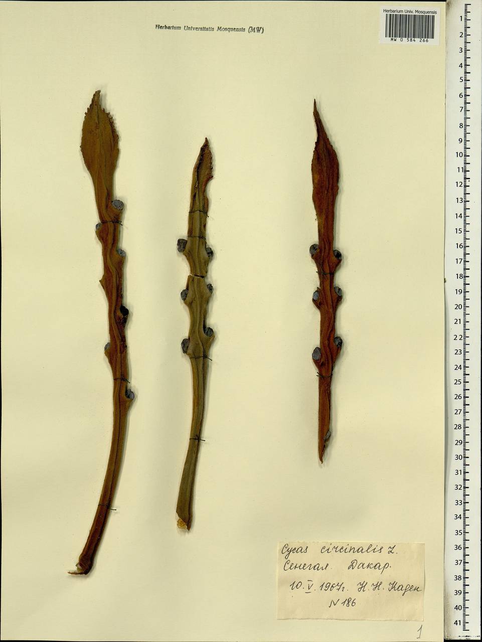 Cycas circinalis L., Africa (AFR) (Senegal)