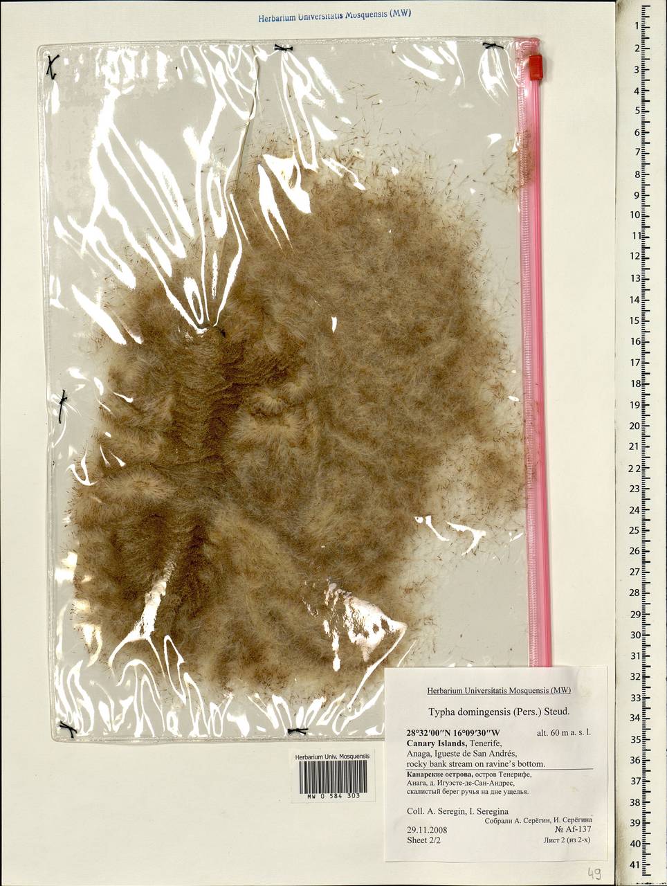 Typha domingensis Pers., Africa (AFR) (Spain)