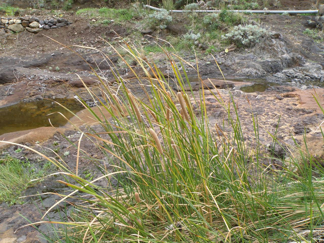 Typha domingensis Pers., Africa (AFR) (Spain)