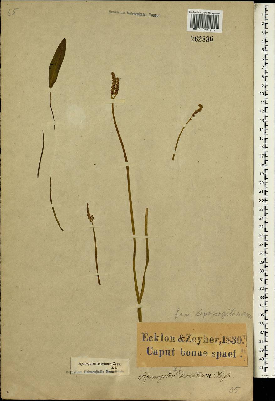 Aponogeton desertorum Zeyh. ex Spreng., Africa (AFR) (South Africa)