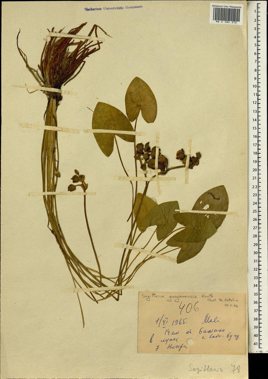 Sagittaria guayanensis Kunth, Africa (AFR) (Mali)