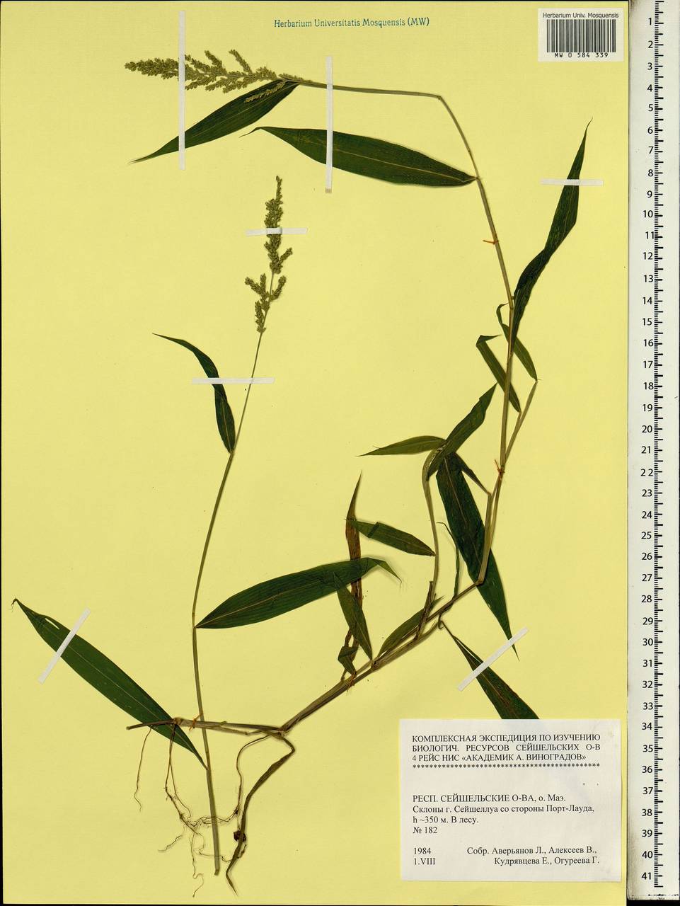 Poaceae, Africa (AFR) (Seychelles)