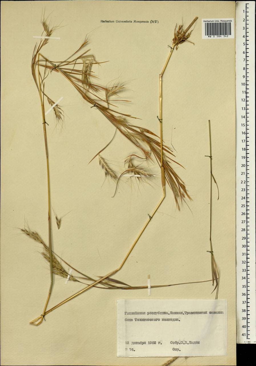 Poaceae, Africa (AFR) (Guinea)